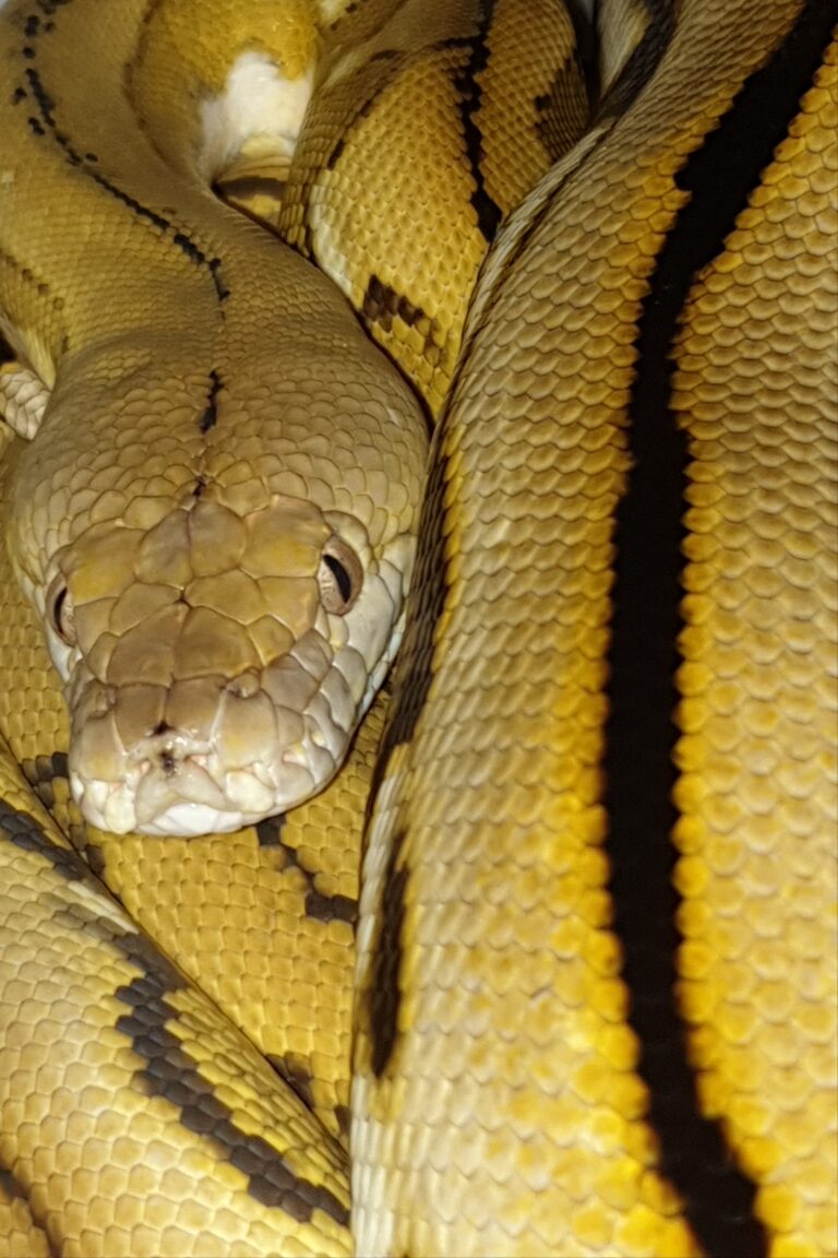 Super dwarf Python reticulates (platinum) - Animal Attraction