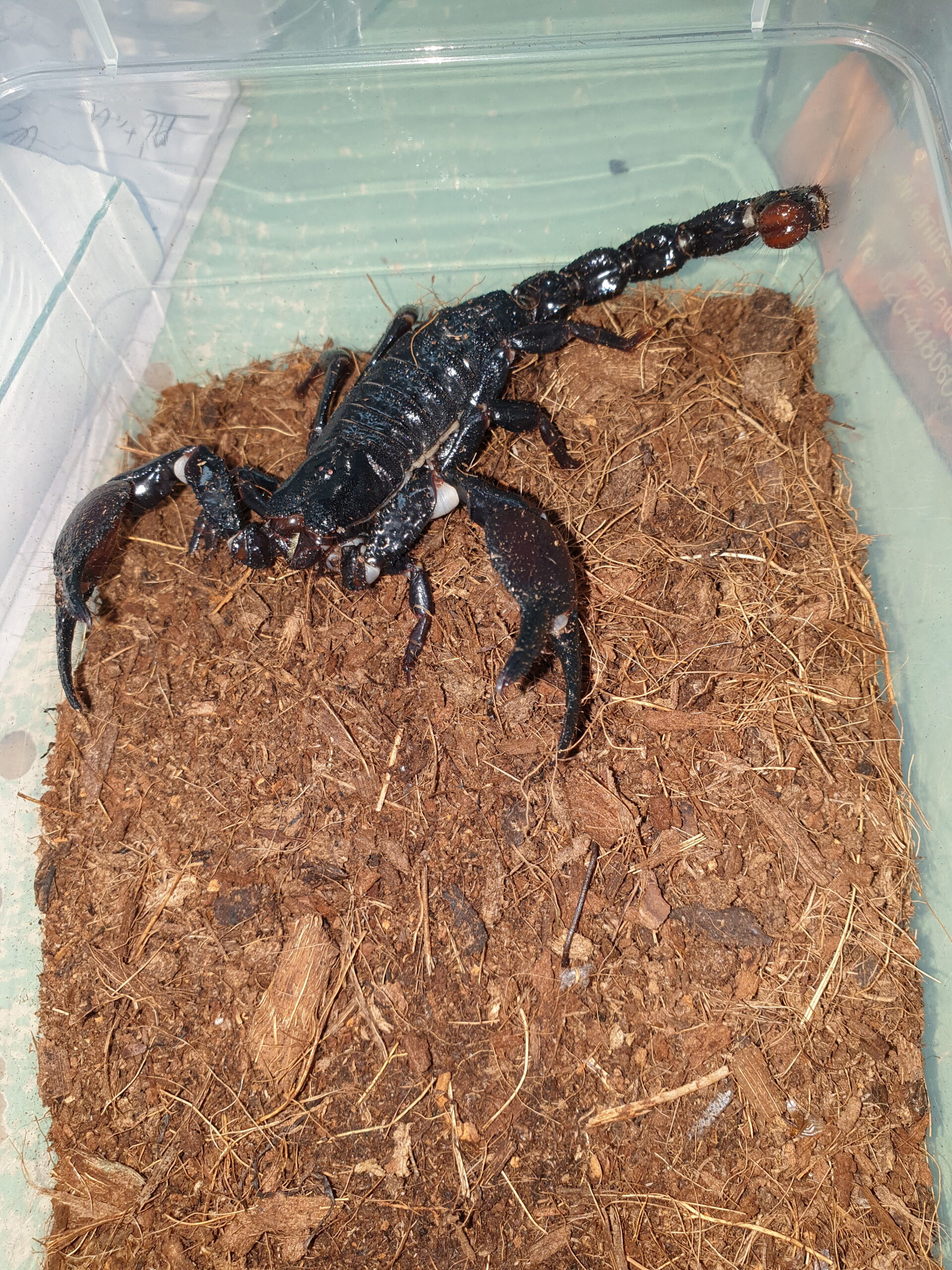 Pandipalmus viatoris Animal Attraction